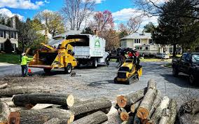 Professional Tree Services in Lockwood, MT