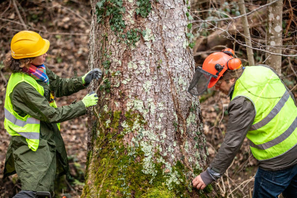 How Our Tree Care Process Works  in  Lockwood, MT